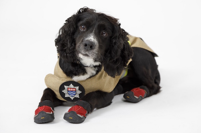 Sherlock the Fire Investigations dog. 